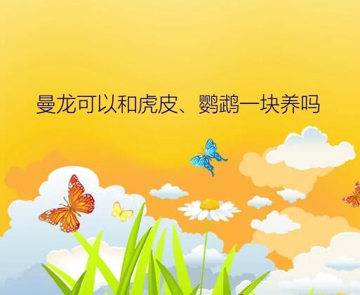 曼龙可以和虎皮、鹦鹉一块养吗？虎皮鱼会攻击其他小鱼吗