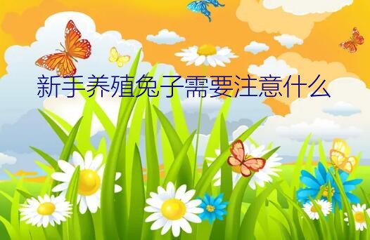 新手养殖兔子需要注意什么