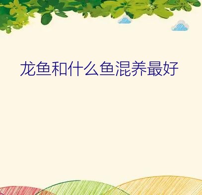 龙鱼和什么鱼混养最好