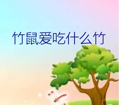 竹鼠爱吃什么竹