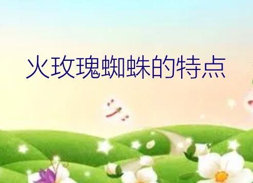 火玫瑰蜘蛛的特点