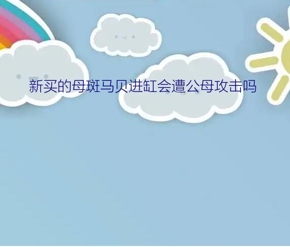 斑马贝怎么分公母（新买的母斑马贝进缸会遭公母攻击吗）