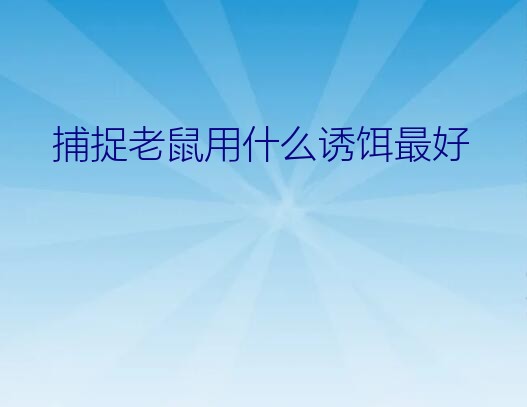 捕捉老鼠用什么诱饵最好