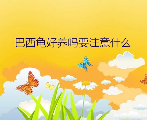 养巴西龟的注意事项（巴西龟好养吗要注意什么）