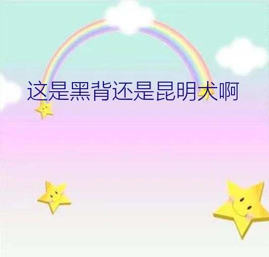 这是黑背还是昆明犬啊