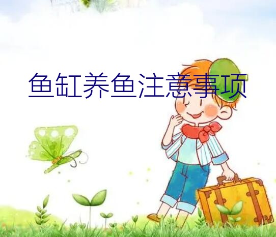 鱼缸养鱼注意事项